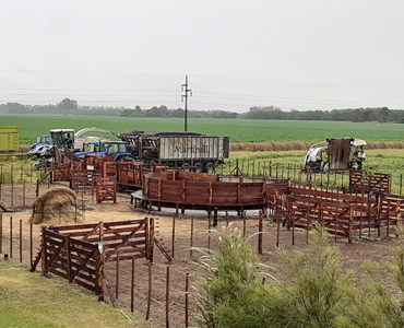 Corral para vacas